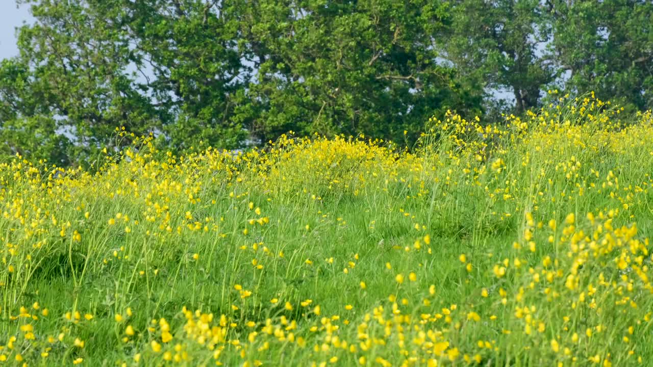 A field of wild yellow buttercup flowers blowing in wind in rural countryside in Somerset, England UK