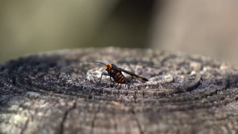 Wasp-moth,-amata-annulata-in-the-wild,-resting-on-tree-stump-during-the-day,-Boondall-wetlands-reserve,-Brisbane,-Queensland