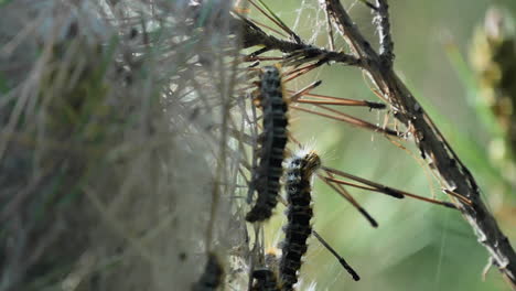 Baby-Caterpillars-on-a-Tree