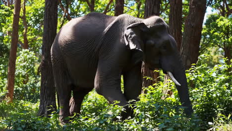 elephant in the forest