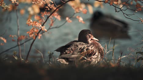 Eine-Nahaufnahme-Einer-Weiblichen-Stockente-Sitzt-Am-Ufer-Des-Teiches-Unter-Dem-Baum