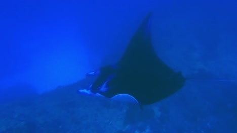 wonderful giant manta-ray, amazing unique creator in sea life, bali, indonesia