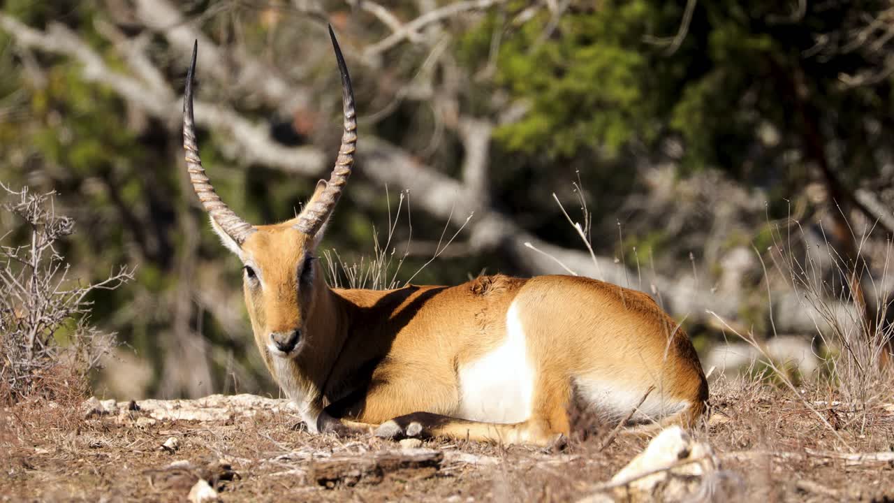 antílope lechwe rojo descansando en el suelo agrega moviendo su cola para eliminar insectos en su cuerpo