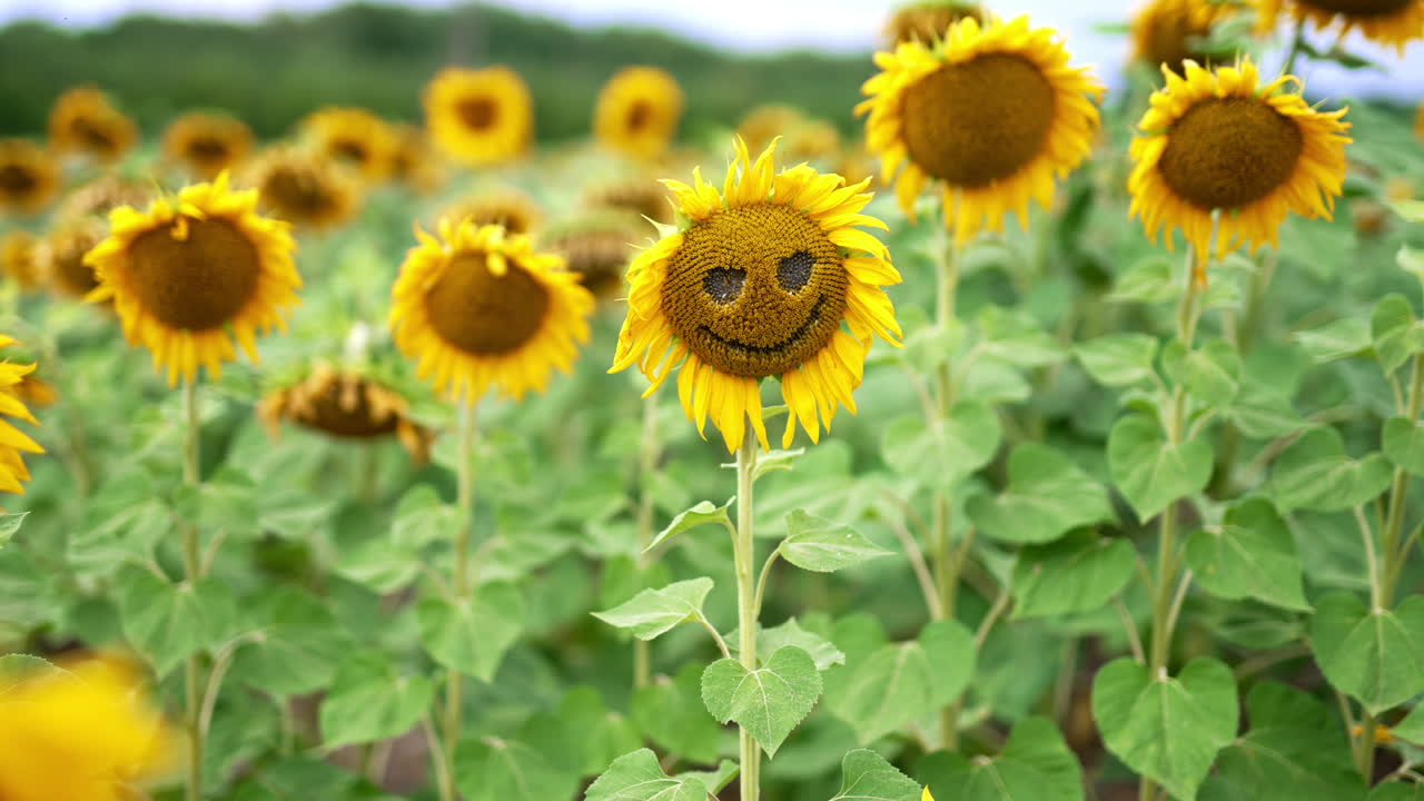Fading sunflowers in the agricultural field after blossoming. Daytime in the farmlands. Blurred background.