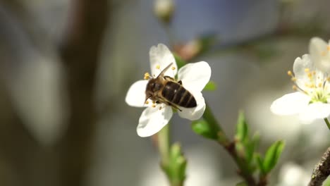 Closeup-of-sweet-bee-sits-in-white-flower-and-harvesting-pollen-during-sunny-day-in-spring