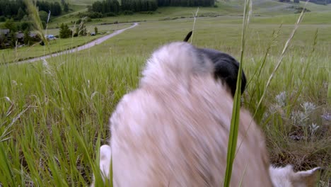 lupo contro cane. chi è l'alfa