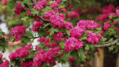 bright pink blossoms on flowering tree in spring blowing gently in breeze