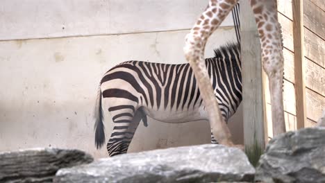 slow-motion footage of a zebra's lower body and tail, partially obscured by rocks, with giraffe legs passing in front