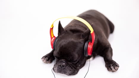 dj french bulldog with headphones and turntables