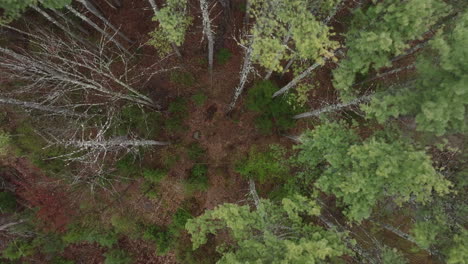aerial view of pine trees in a forest. shot on an overcast day in new hampshire.