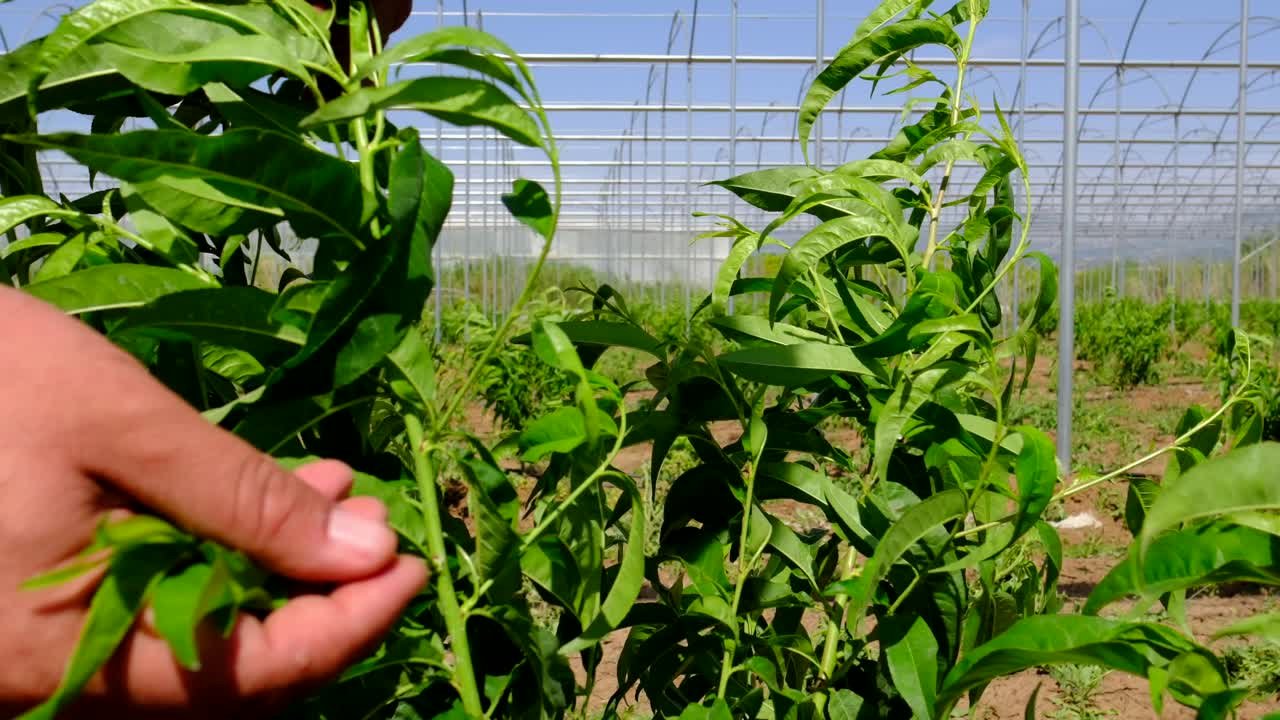 small peach sapling with leaves swaying in the wind
