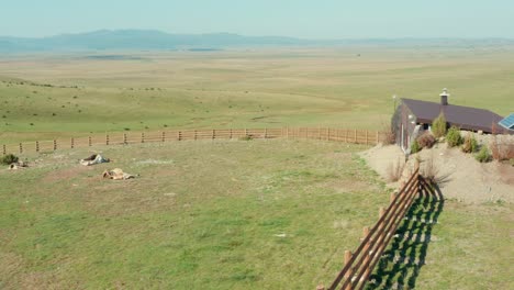 Aerial:-drone-circling-around-a-group-of-cows-napping-on-a-ranch-in-summer