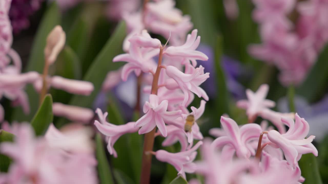 A slow, smooth zoom in on a bee as it diligently works to gather pollen from the center of a pink flower, highlighting the process of pollination