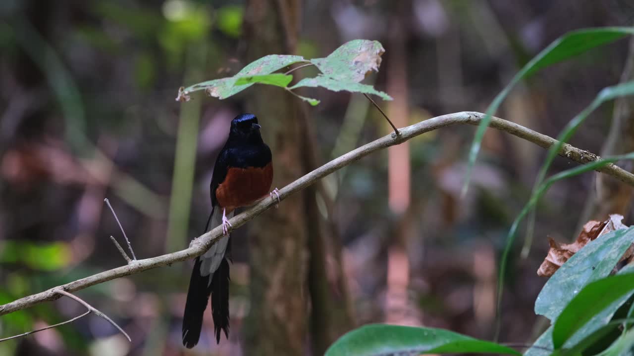 visto bajo una hoja que se esconde de la exposición directa del sol de verano mientras mira a su alrededor, shama copsychus malabaricus, tailandia