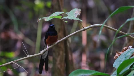 Seen-under-a-leaf-hiding-from-direct-exposure-of-the-summer-sun-as-it-looks-around,-White-rumped-Shama-Copsychus-malabaricus,-Thailand