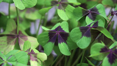 a four-leaf clover that is in focus and is surrounded by many other green clovers