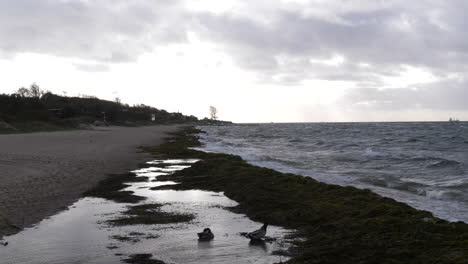 Zwei-Enten-In-Einer-Pfütze-Nahe-Dem-Strand