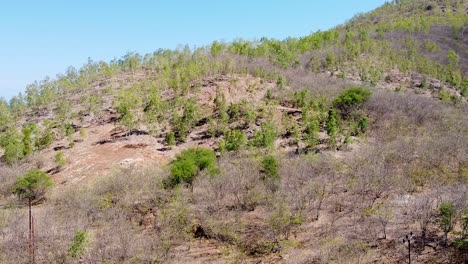 Aerial-drone-view-of-sparse-trees-on-dry,-arid-and-rocky-mountainous-landscape-terrain-during-dry-season-in-Timor-Leste,-Southeast-Asia