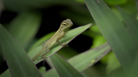 lizard baby on deep forest plant