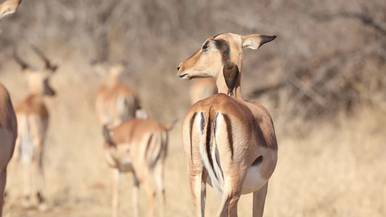 Medium shot of a red-billed oxpeckers cleaning a female impala antelope, Greater Kruger.