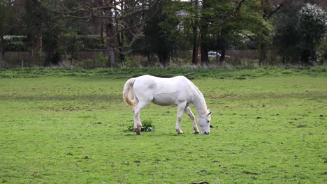 Weißes-Pferd,-Das-Sich-Auf-Einem-Feld-Von-Gras-Ernährt