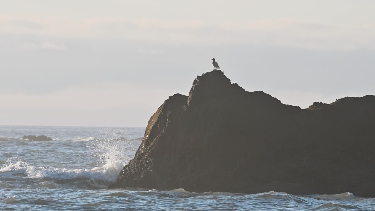 A lone seabird perches atop a coastal rock as waves crash and clouds drift in the background