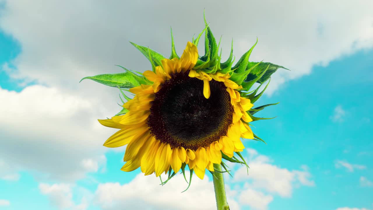 las flores de girasol, el lapso de tiempo
