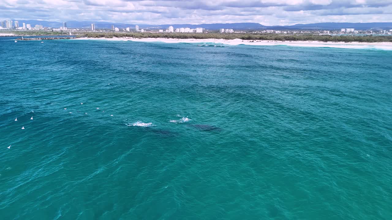 Two Humpback whales swim towards a flock of sea birds resting on the blue ocean waters close to a city skyline. Aerial view