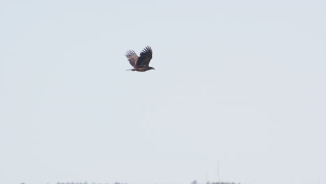 White-tailed-sea-eagle-flying-in-Sweden,-wide-slow-motion-shot