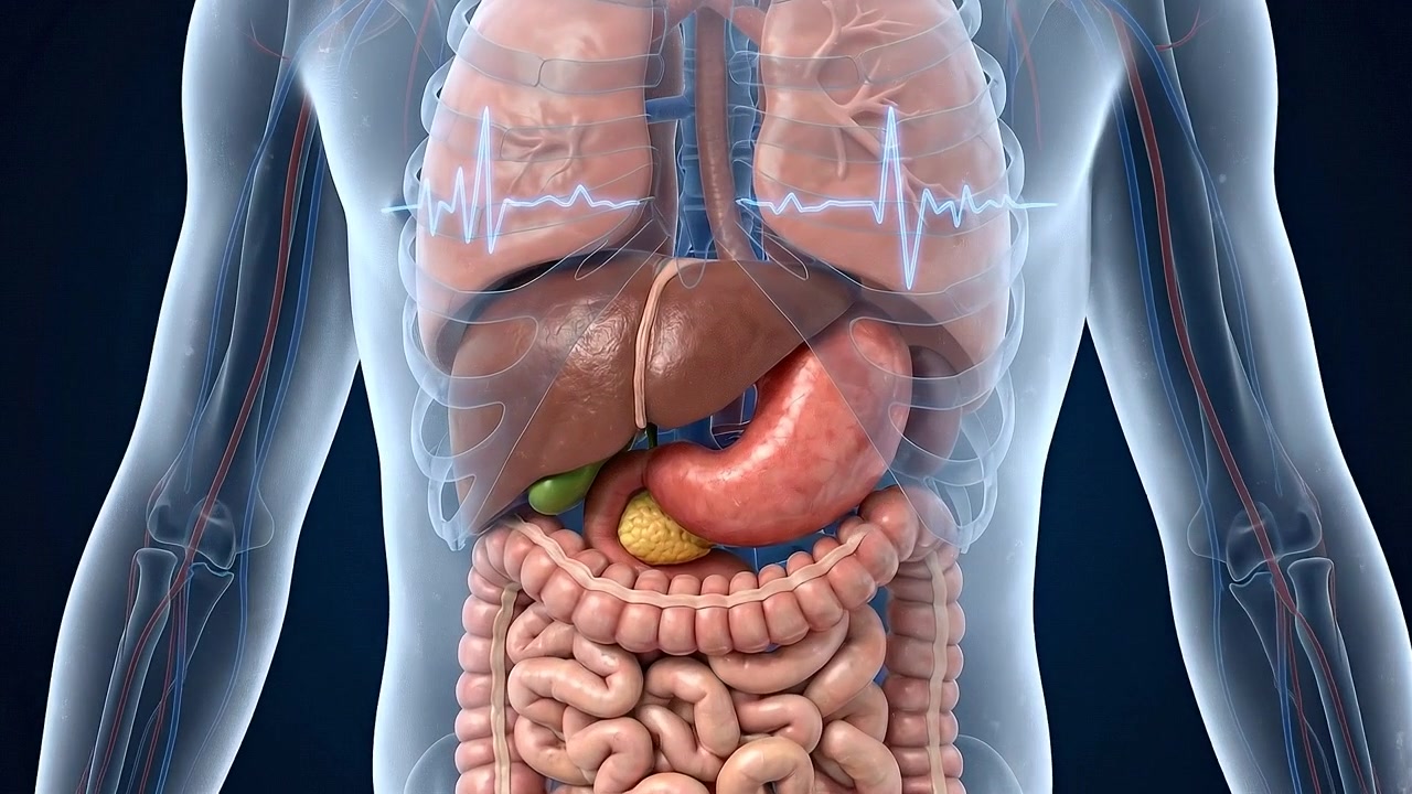 Transparent male torso revealing liver stomach and complete intestinal system