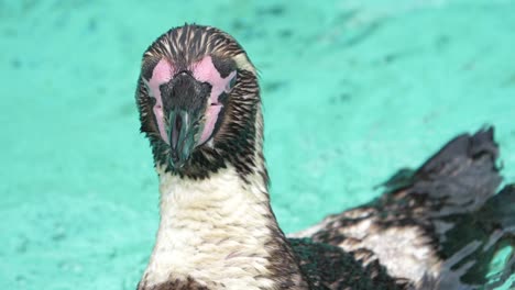 penguin swimming in water at zoo and scratching back with beak