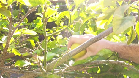 hand-held shot of a hand reaching in and picking a ripe lemon off a tree