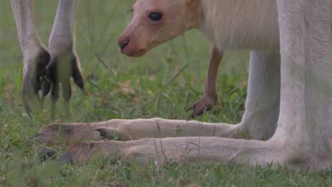 Canguro-Joey-En-La-Bolsa-De-La-Madre-Comiendo-Hierba-En-El-Campo---Animal-Marsupial-En-Australia