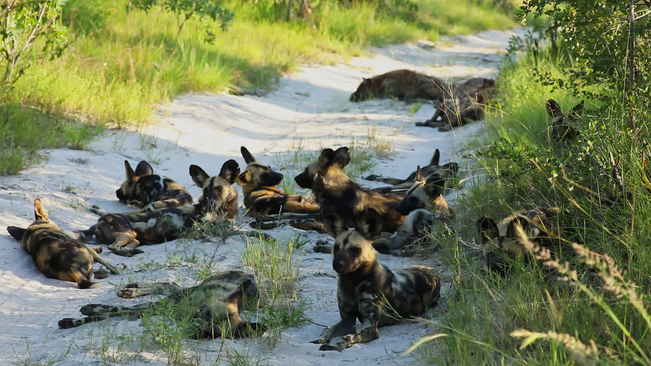 Group of African wild dogs and hyenas rest on path in South Africa
