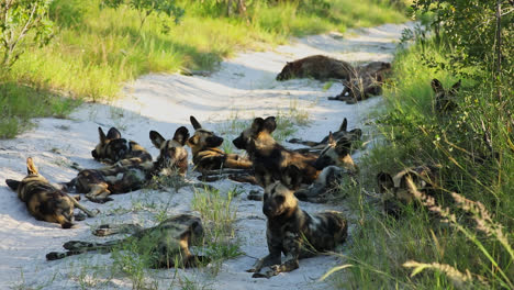 group of african wild dogs and hyenas rest on path in south africa