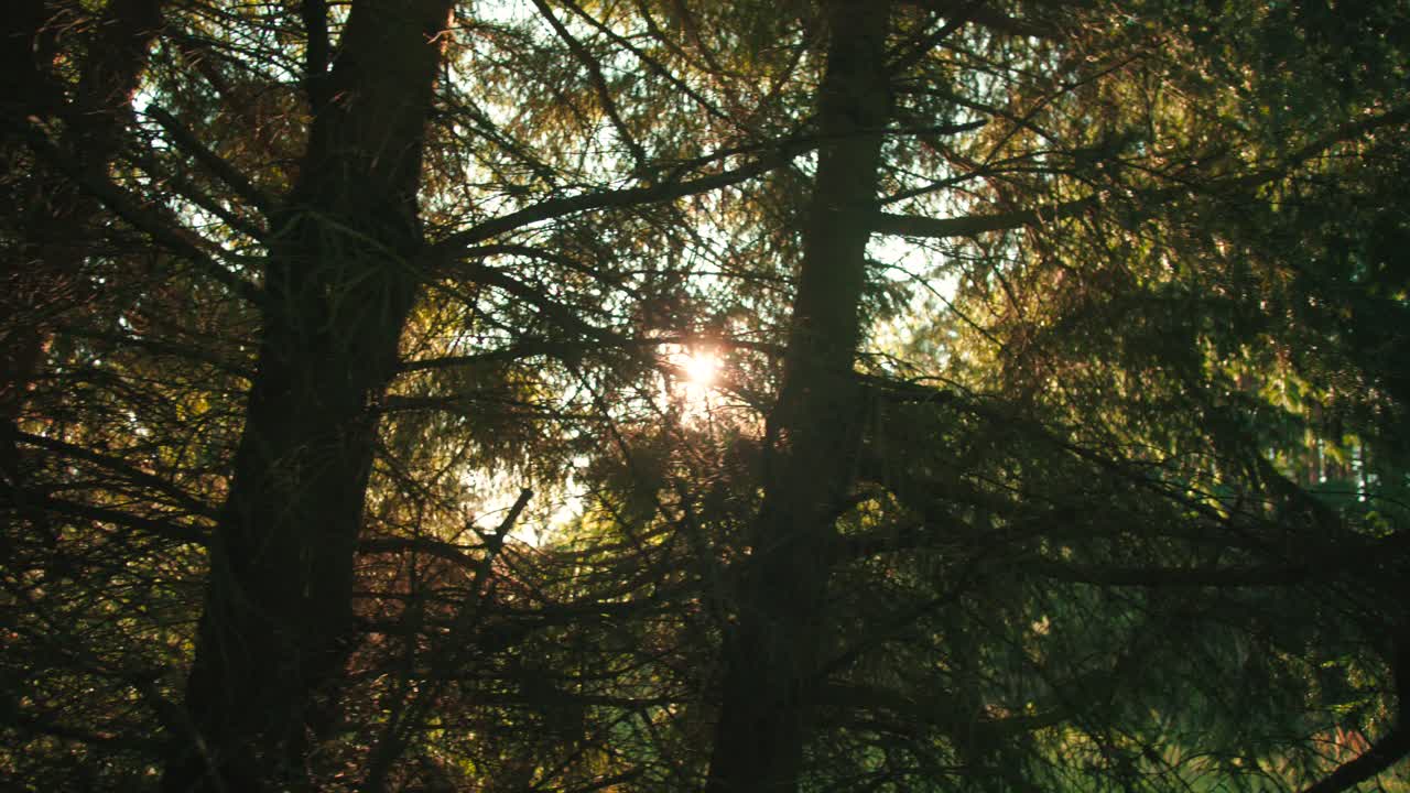 bosque y árboles a través de la ventana del coche