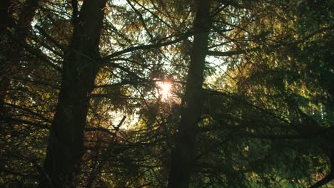 Wald-Und-Bäume-Durch-Das-Autofenster