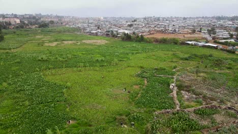 Agricultura-Urbana-En-Los-Barrios-Bajos-De-Nairobi,-Gente-Caminando-En-La-Agricultura,-Gente-Trabajando-En-La-Granja-En-La-Ciudad,-Agricultura-Urbana-En-Nairobi