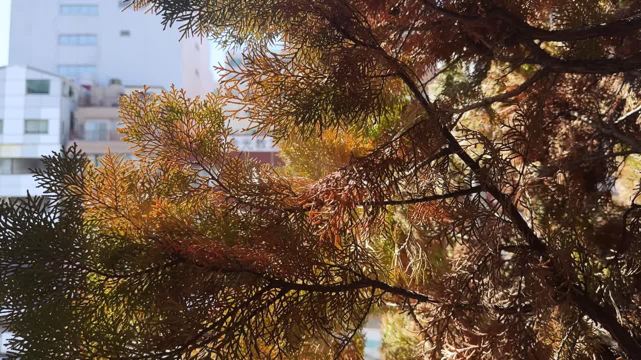 Bright sunlight through autumn leaves, close-up shot of foliage with buildings in background