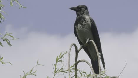 a black magpie see around his environment on a branch near the lake balaton