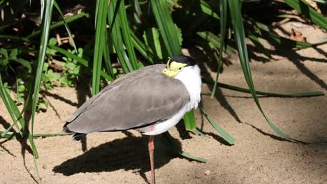 a bird is standing on the sand with its head down