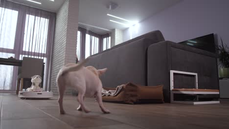 dog pet barking at working robotic vacuum cleaner