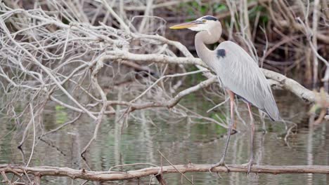 great-blue-heron-perched-on-branch-in-swamp-with-fish-splashing-in-background