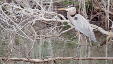 great blue heron perched on branch in swamp with fish splashing in background