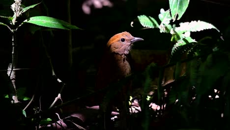 la pitta de nuca oxidada es un ave confiada que se encuentra en hábitats de bosques montañosos de gran altura, hay muchos lugares en tailandia para encontrar esta ave