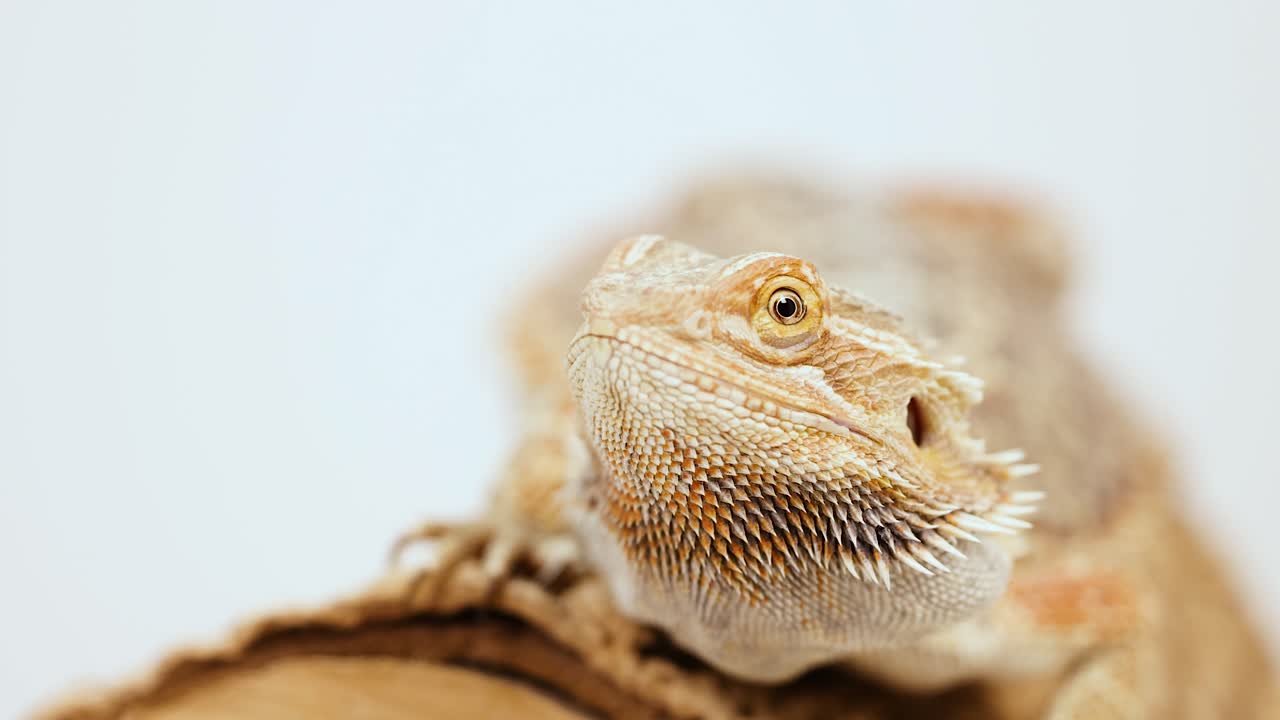 A bearded dragon rests on a log, observing its surroundings. Neutral lighting and close-up focus highlight its textured scales