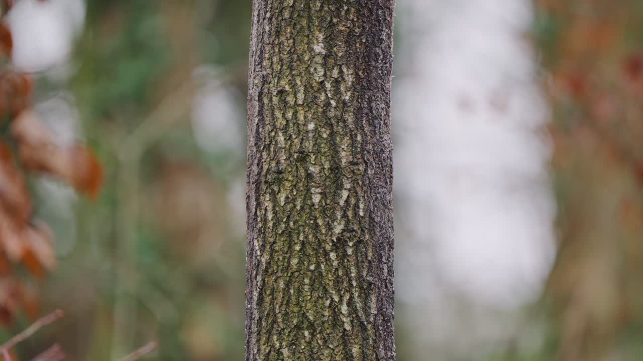 Woodpecker grips tree trunk and pecks briefly before looking up