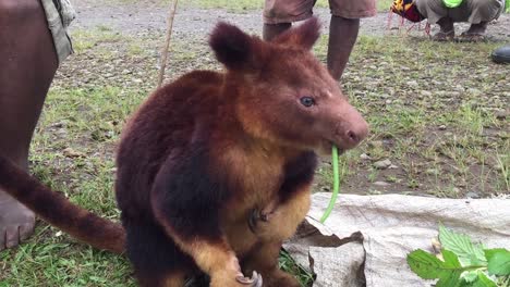 canguro de árbol comiendo comida, especies amenazadas, comercio ilegal de animales