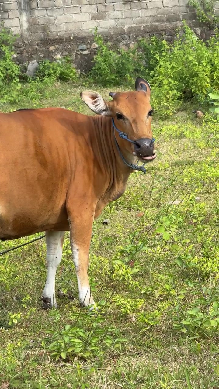 Sapi Cokelat Merumput dan Merawat Diri di Padang Rumput