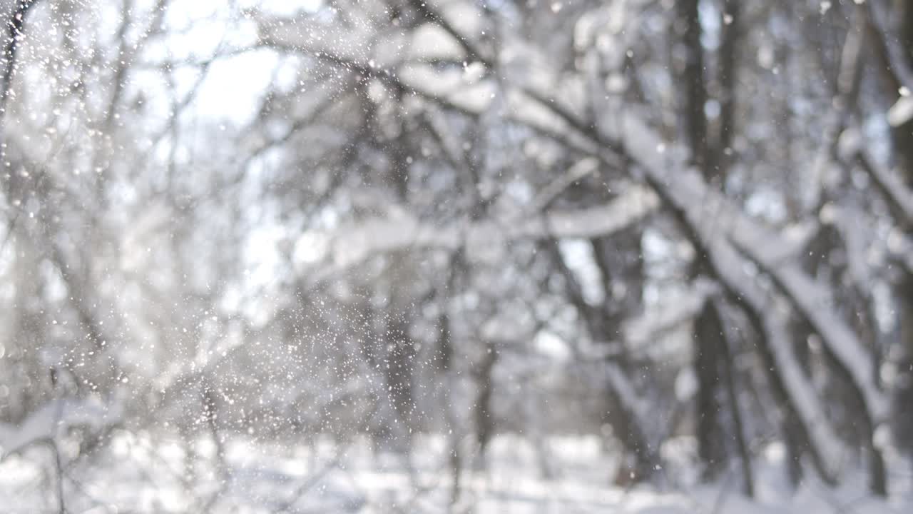 escena de un bosque nevado